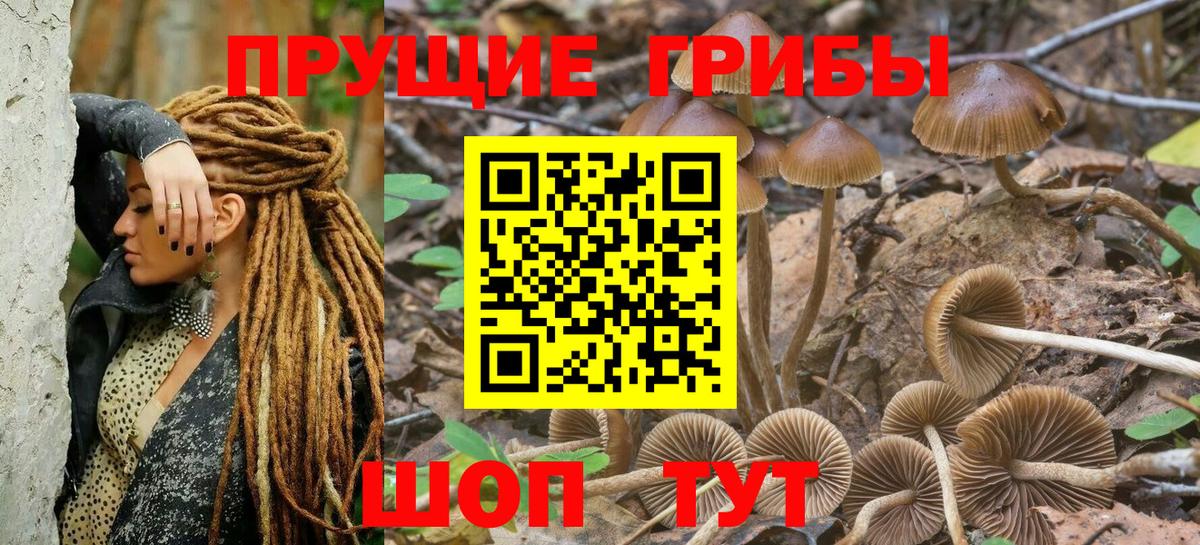 Псилоцибиновые грибы Psilocybine cubensis Миллерово